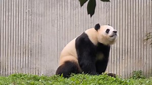 250904 谁说国宝不会宫心计？ 看看福公主今天的操作，简直把绿茶熊精四个字刻脑门上了！#大熊猫 #来这吸熊猫 #福宝 #福宝大熊猫 | Panda Fu Bao
