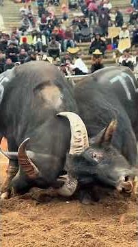 Bullfighting enthusiasts are always prosperous 297