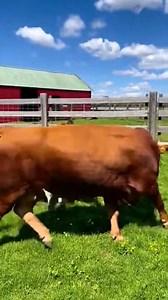 190K views · 670 reactions | Cow and donkey the farm’s funniest friendship. #donkey #animal #cowfarm #bull #fblifestyle #cows | Anyana Nature | Facebook