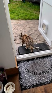 Beautiful bengal #tiger #cat #kitty #garden | Tiger the bengal cat