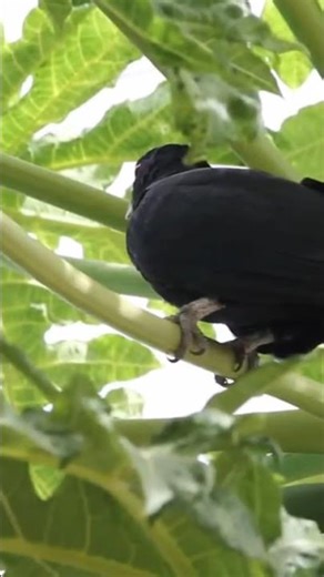 Koel bird sound