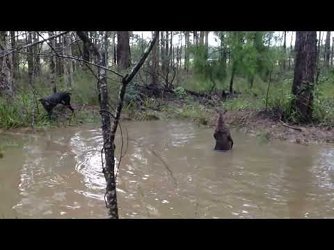 Tense moment kangaroo tries to drown curious dog