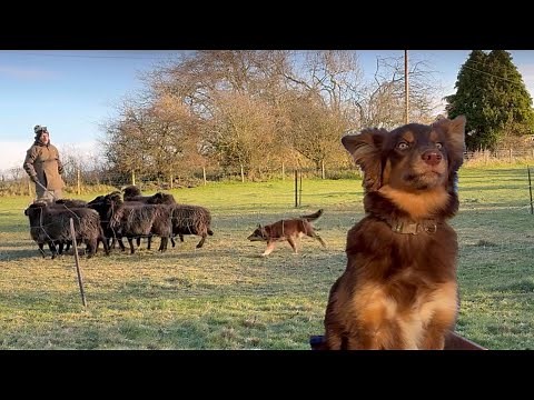 Massive improvement. Copper the border collie puppy learning to herd sheep