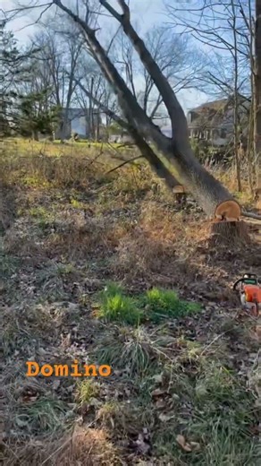 Domino Tree Felling #stihl #fall