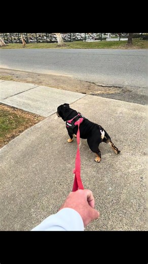 Alpha Boxing & Fitness on TikTok