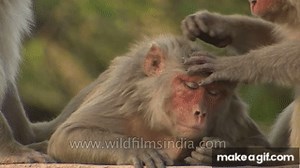 Monkey picking lice from another monkey on Make a GIF