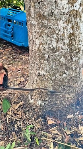 Unusual technique for felling large trees #wood #woodworking #shortvideo