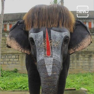Meet the most fashionable and adorable elephant 'Bob-Cut' Sengamalam from Tamil Nadu | Briefly