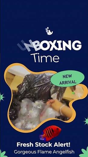 🔥 Unboxing the Stunning Flame Angelfish – New Arrival!
