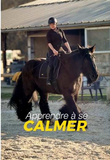 J’ai envie de me tarter à réagir comme ça omg ! 🤬 #Cheval #Chevaldetrait #Untraitdecheval #Chevaux #Equitation