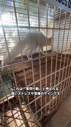 【蔵王キツネ村】だっこ体験のために苦しむキツネたち