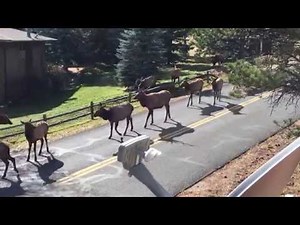 Elk Rut in Estes Park, Colorado