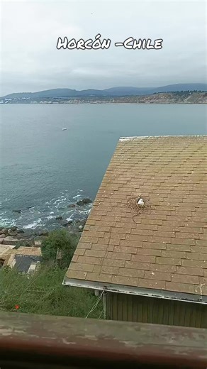 caleta de horcon -Chile #chile #chilebello🇨🇱 #naturaleza