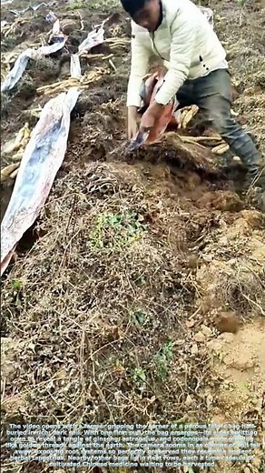 Earth’s Hidden Treasure: Unearthing Medicinal Roots from Soil Bags