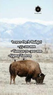 “New to Wildlife Photography? Start Strong with These Tips!”