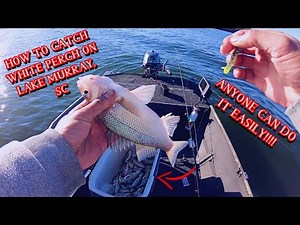 HOW TO CATCH WHITE PERCH ON LAKE MURRAY, SC!!!!