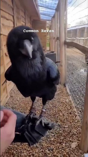 . "Creepy Sounds of the Common Raven | World’s Smartest Bird"