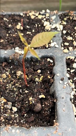 Hickory Nuts Sprouting