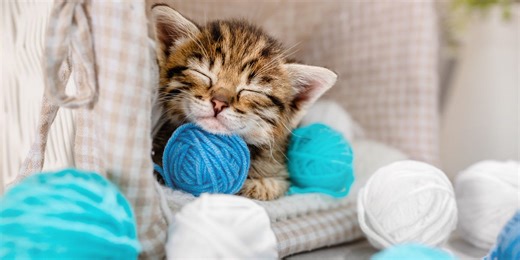 These 23 Ridiculously Cute Cat Breeds Will Make You Go "Awww!"