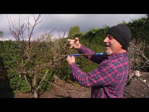 Different Mixing Rate for Colloidal Silver - Can it Cure Leaf Curl?