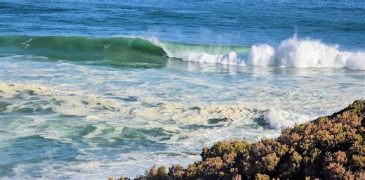 Mystery solved: our tests reveal the tiny algae killing fish and harming surfers on SA beaches