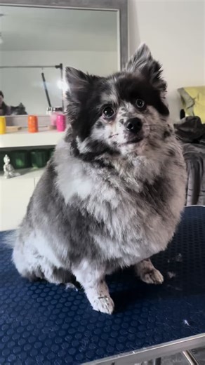 Home Grooming a Pomeranian Cross: Blue's Transformation