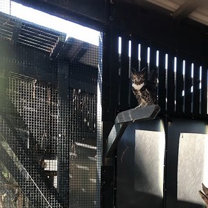 1.4K views · 68 reactions | “Who’s awake, me too?” Above is the...