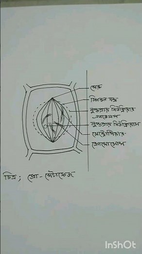 how to draw prometaphase in easy #mitosis #💯#easydrawing
