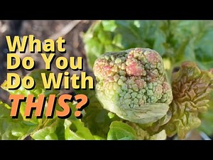 Removing Flowers From Rhubarb Plants -- And Why You Want To!