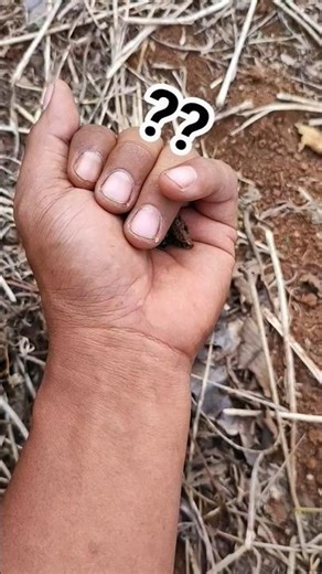 small cute cockroach #anyuniqueanimals #cockroach #insects #nature #pet #wildlife