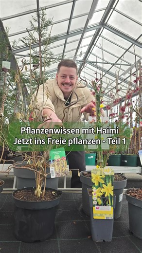 Teil 1 - Diese Sträucher kannst du jetzt schon ins Freie pflanzen! 😊 Unser Pflanzenexperte Haimi verrät dir seine Lieblingssträucher. 💚 | bellaflora - die grüne Nummer 1