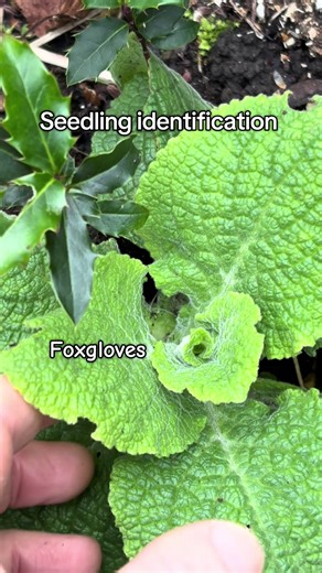 Seedling ID in the garden 🌿. Here’s what to do when you spot these tiny babies popping up: 🌸 Foxgloves (Digitalis) Look for soft, slightly fuzzy rosettes. Let them grow where you want height — they’re biennials, so mostly leaves in year one, flowers in year two. Transplant in year one if needed (they move best young). 🌿 Holly (Ilex) Small, glossy, oval leaves at first — slow but steady growers. If it’s in the wrong spot, move it early while roots are small. 🌺 Rose campion (Lychnis coronaria)
