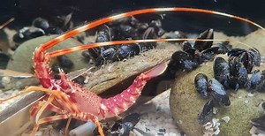 POTENTIAL FOR CULTURED EUROPEAN SPINY LOBSTER