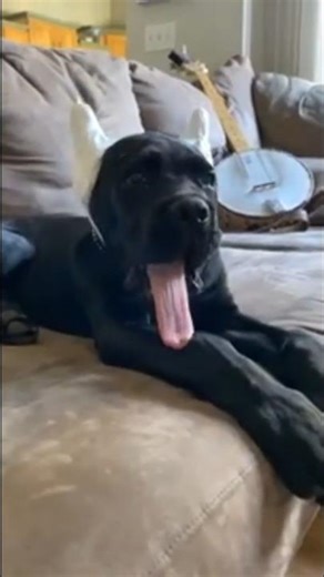 Cane Corso dog Health Tips
