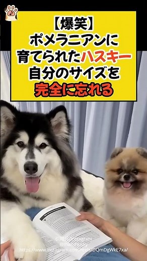 [Hilarious] Husky raised by a Pomeranian completely forgets its own size #shorts #dog #husky #pom...