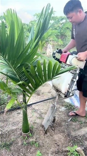 The process of harvesting areca nut trees using modern tools #theprocess #harvesting #shorts