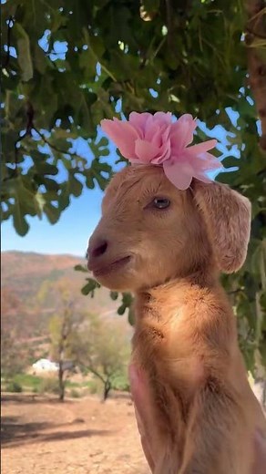 Cute Baby Goat Making Adorable Sounds | So Cute!