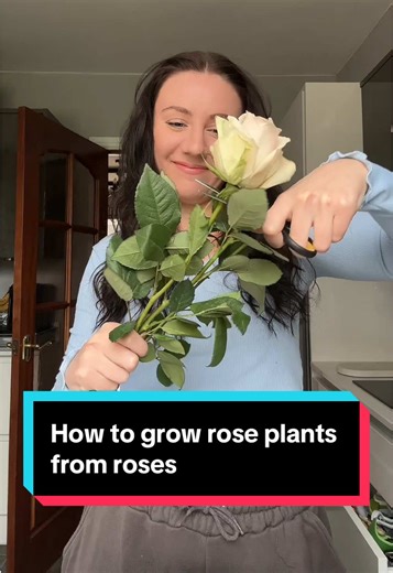 How to Propagate Roses from Cuttings