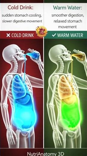 Cold Water vs Warm Water After Meal | What Happens Inside Your Body