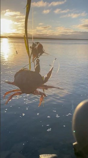 Crabbing with a Crab Snare #crabbing #fishing #outdoors #oregon #coast #fisherman #adventure #hunt