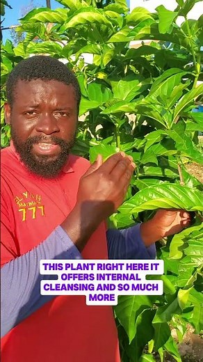 Why is the Noni Tree So Important