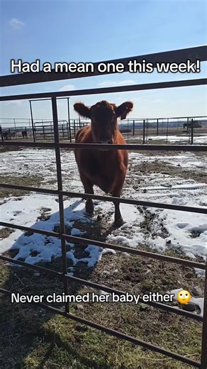 Successfully Retrieved a Nasty Cow from the Alleyway