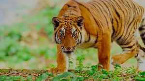 South China tiger vs human hunting - the predator that disappeared from the wild