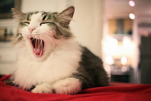 Why Do Cats Change Where They Sleep? - Petful