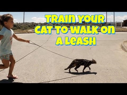 Train Your Cat to Walk Like a Dog