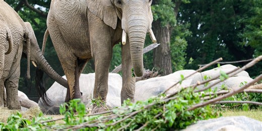 Zoo preparing for ‘baby boom’ announces fifth elephant pregnancy