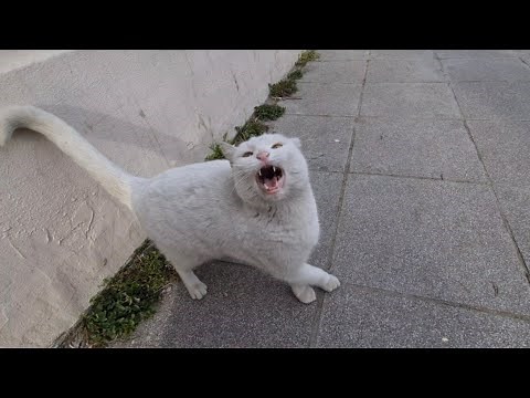 The Angry White Cat is Extremely Aggressive Today.