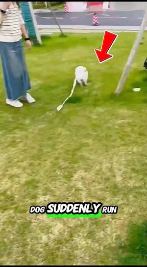 Why Do Dogs Go CRAZY Running?! (It’s Not What You Think!)