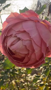 ‘Jubilee Celebration’ Rose today in the garden. Amazing.✨ | Garden Answer