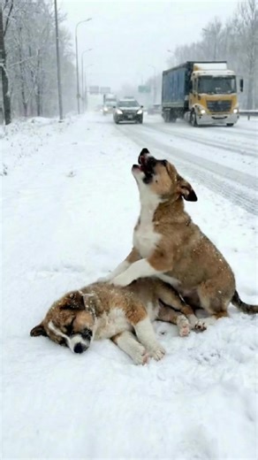 A Compassionate Elderly Man Rescues Baby Puppies in Heavy Snowfall #dog